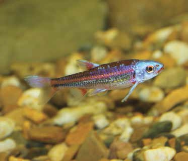2017-04-28_shiners1